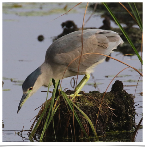 Black-crowned Night-Heron